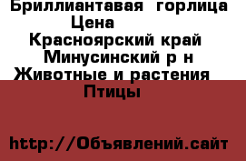Бриллиантавая  горлица › Цена ­ 1 500 - Красноярский край, Минусинский р-н Животные и растения » Птицы   